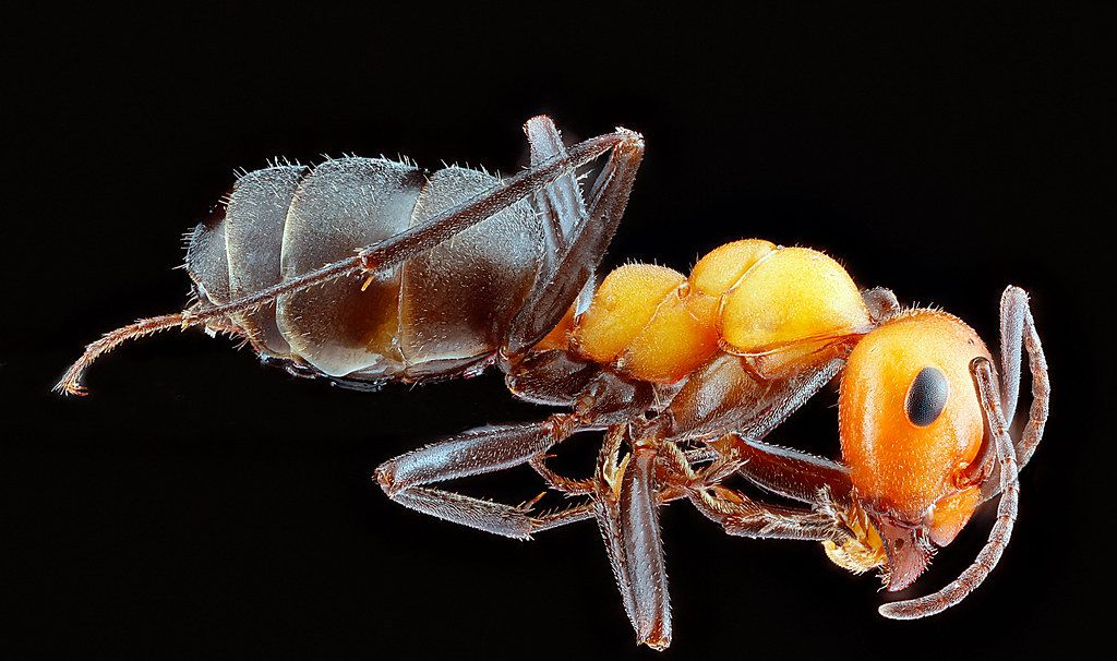 Ant Control service in Severn, MD