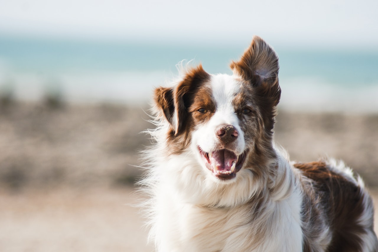 Flea & Tick Control service in Severn, MD