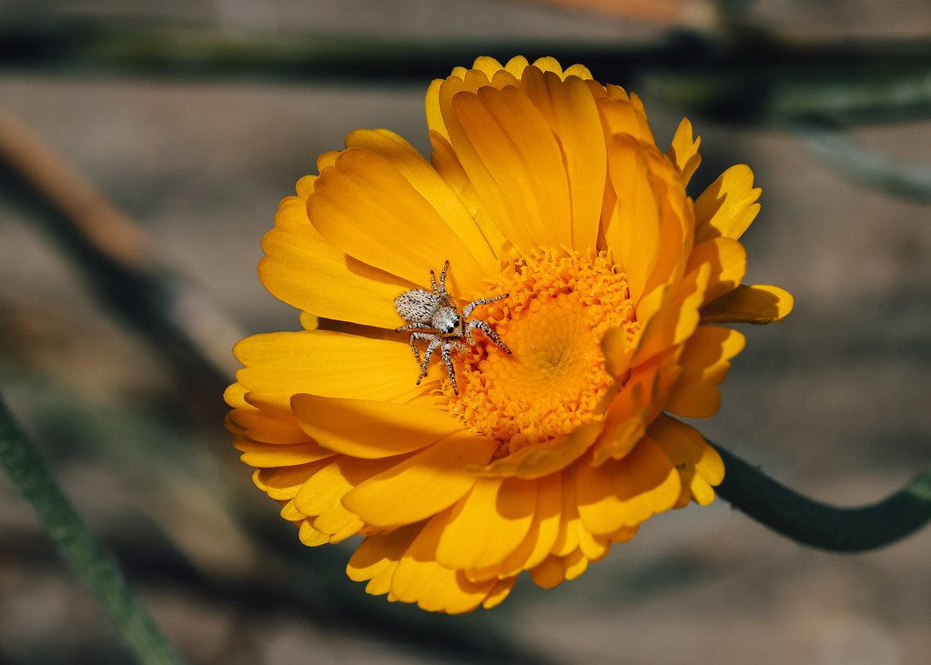 Spider Control service in Severn, MD